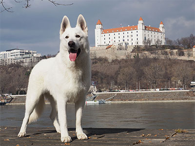 Extreme Dog Race Steeplechase 2025